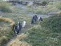 ceremonial walk of pinguines back to the middle of the island after a day at sea